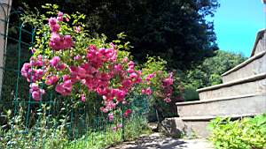 005_20180616_11_36_17_Pro.JPG