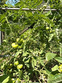 TN_IMG_20200628_141951218.JPG